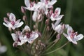 Flowering rush Butomus umbellatus flower and honeybee